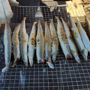 동해항씨푸드 강원도 동해안 햇 양미리 반건조양미리 생물양미리